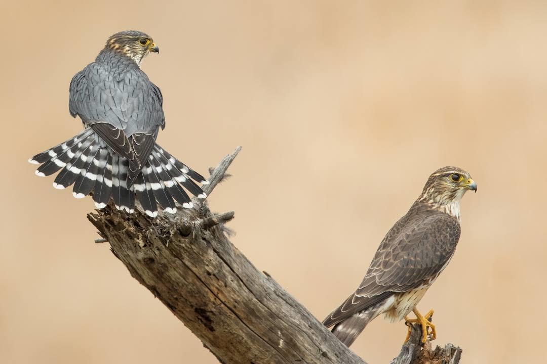 Coyote Hills Regional Park