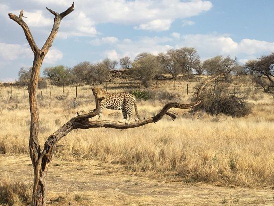 Safari Gastefarm Dusternbrook