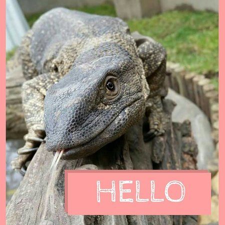 The Venom Pit Snake Park