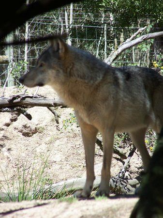 Tsitsikamma Wolf Sanctuary