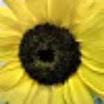 Recanto Nordestino Vl.Jacui