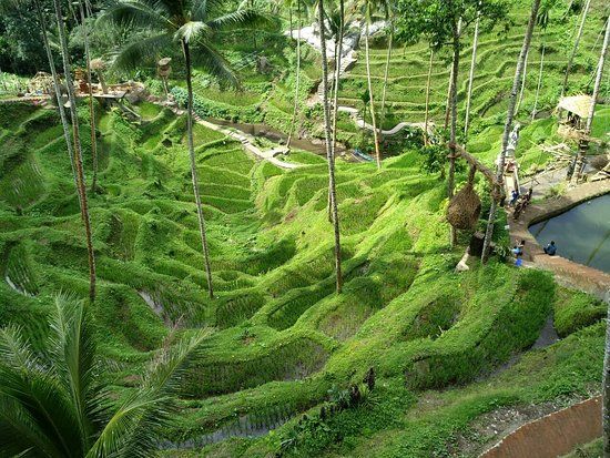 Alas Harum Agro Tourism