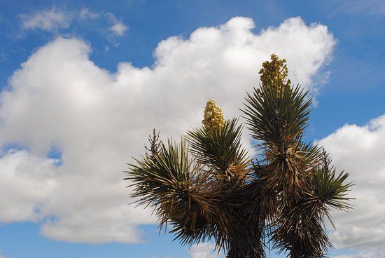 Arthur B. Ripley Desert Woodland State Park