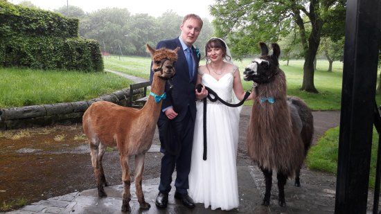 Nidderdale Llamas
