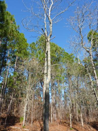 Peachtree Rock Heritage Preserve