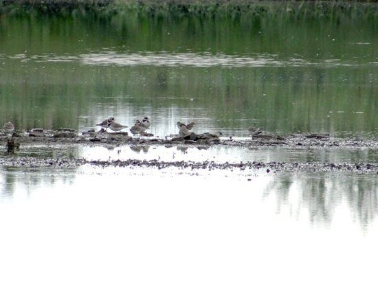 Vogelreservaat Polder IJdoorn