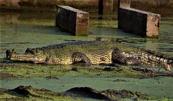 Bangladesh National Zoo