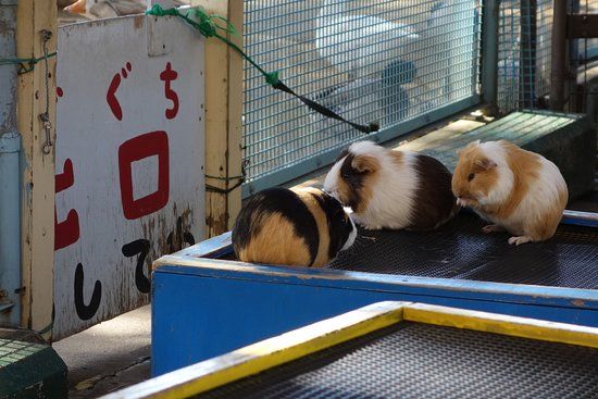 Kodomo Zoo