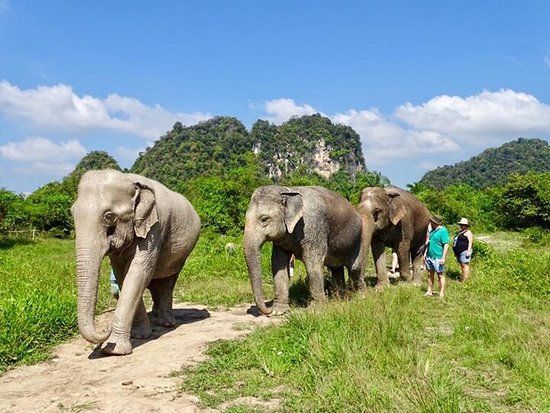 Krabi Elephant Sanctuary