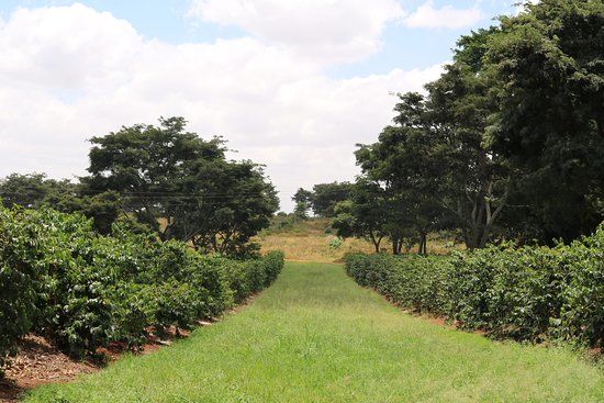 Fairview Coffee Estate