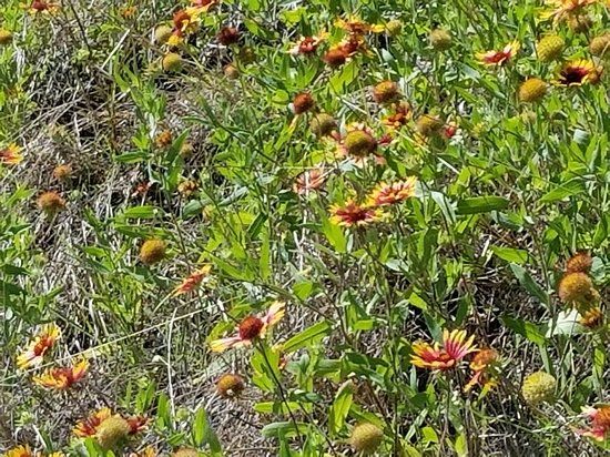 Brushy Creek Regional Trail