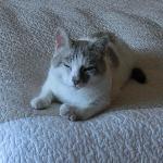Le Florentin