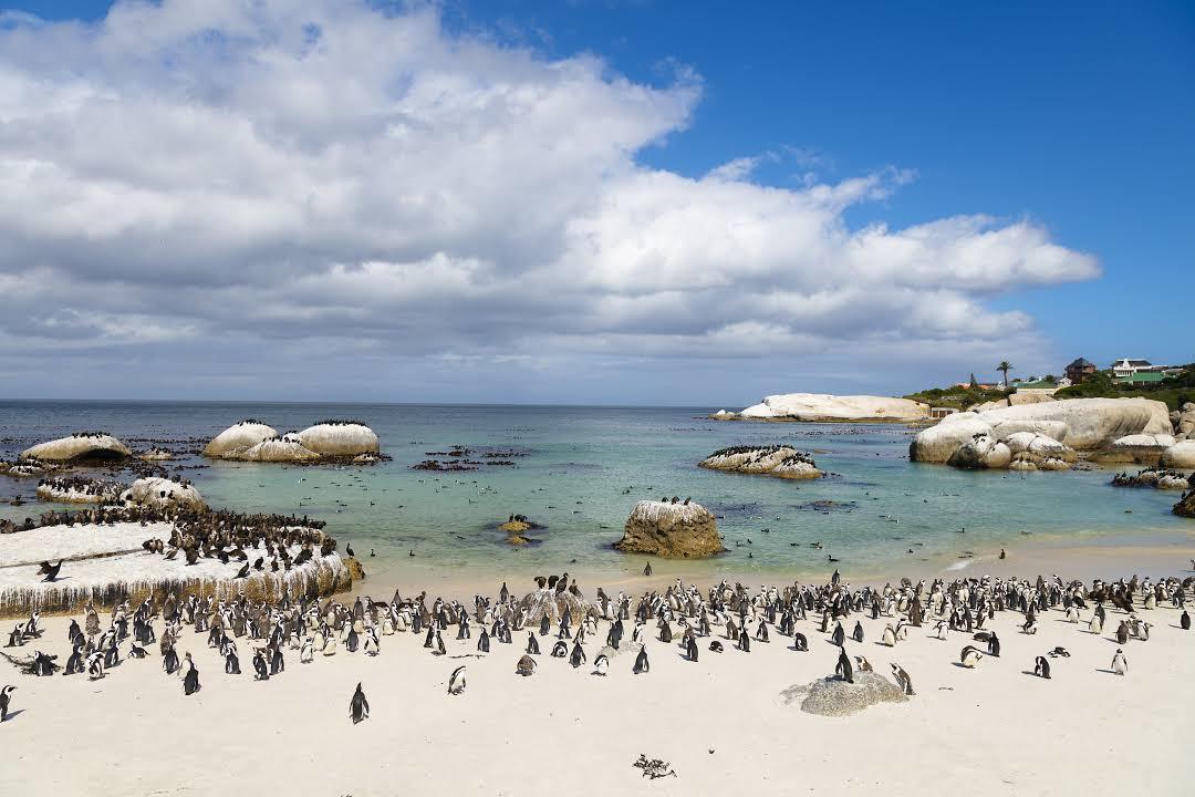 Boulders Beach