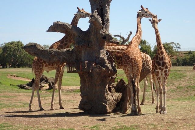 Werribee Open Range Zoo