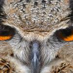 Zeynel Gulkardesler Kebap Salonu