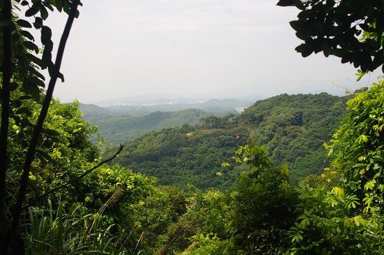 Maofeng Mountain Forest Park