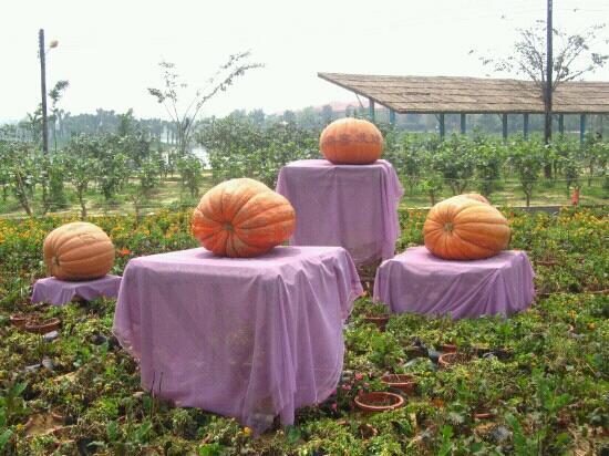 Guangzhou Baosang Garden