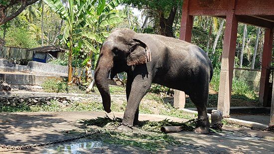 Elephant Camp Sanctuary