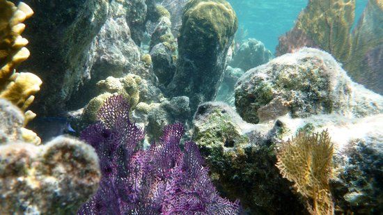 Glover's Reef Marine Reserve