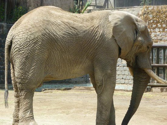 Chilean National Zoo