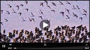 Birds of Poole Harbour