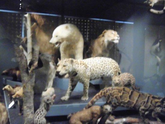 Museum of natural History