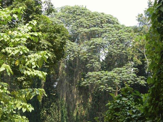 Entebbe Botanic Gardens