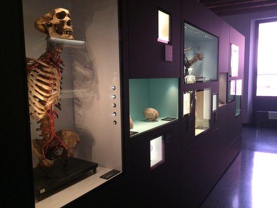 MUSME - Museum of the History of Medicine of Padova