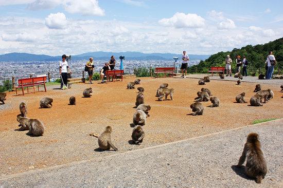 Apenpark Iwatayama