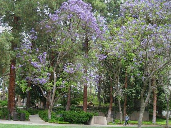 Franklin D. Murphy Sculpture Garden