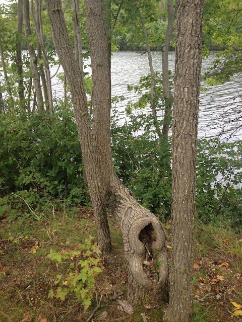 Audubon's Plainsboro Preserve