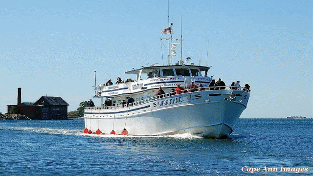 Cape Ann Whale Watch