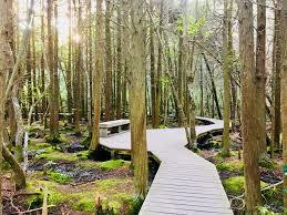 White Cedar Swamp Trail