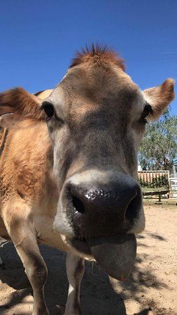 Amish Creamery Company