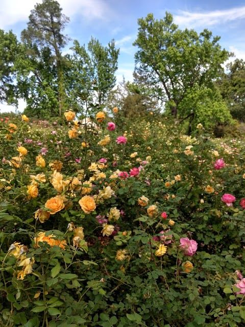 Tyler Rose Garden