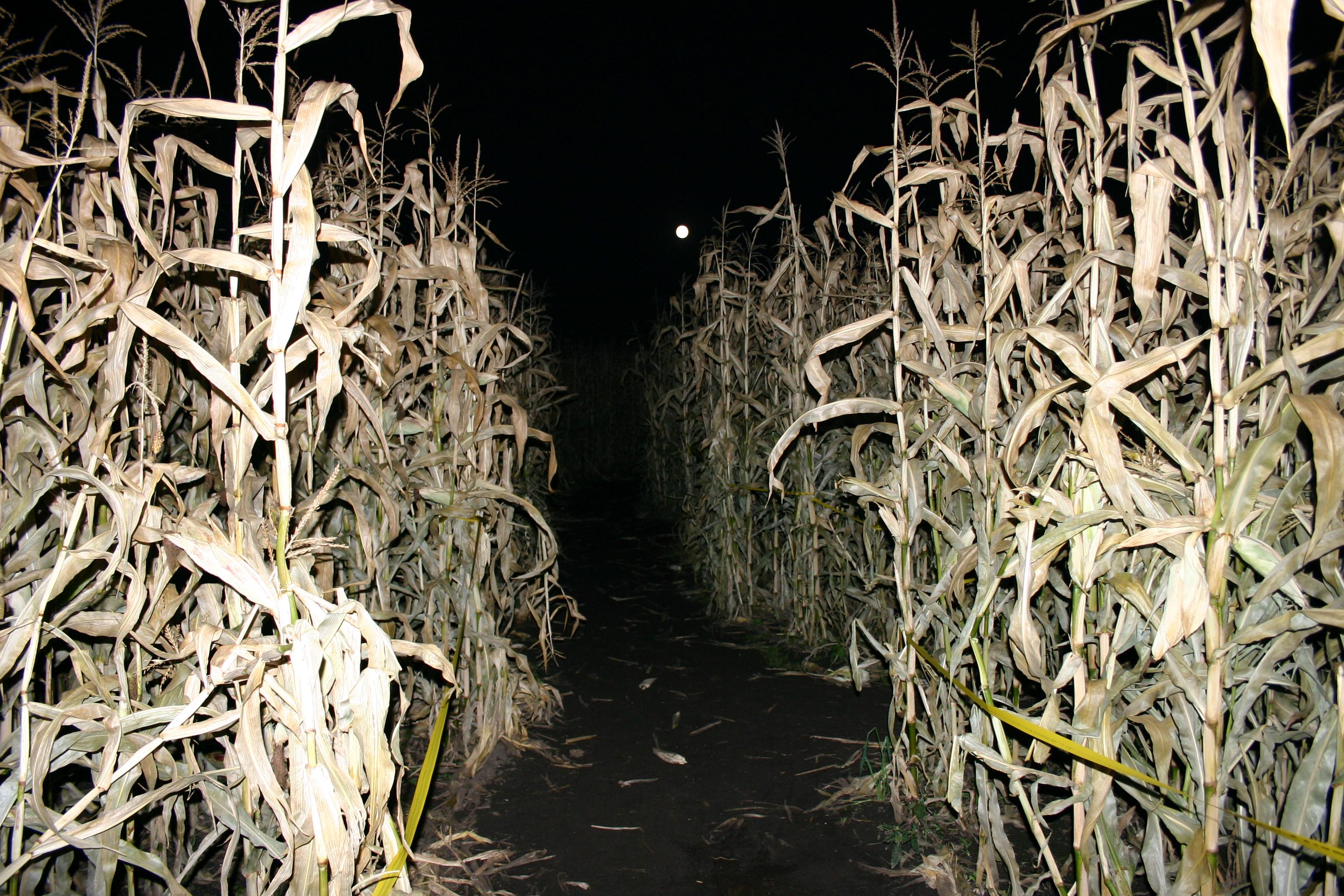 Edmonton Corn Maze