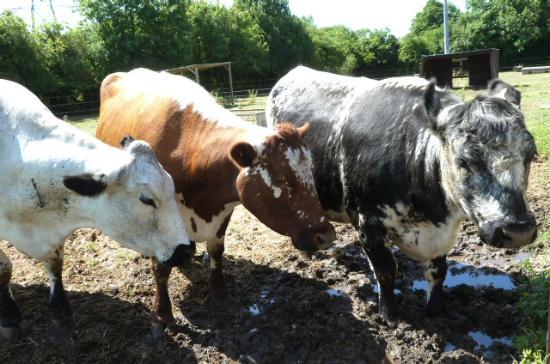 Deen City Farm