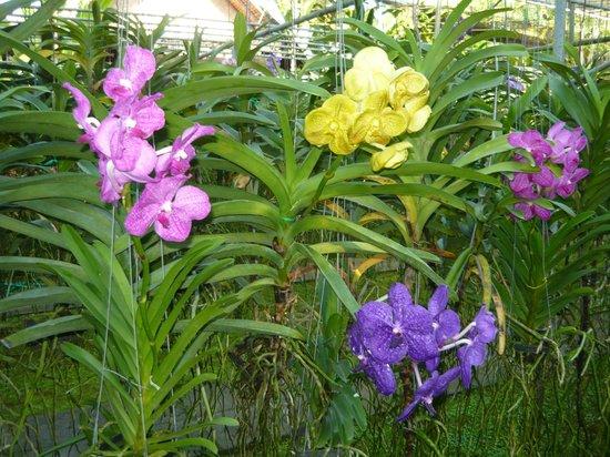 Bai Orchid-Butterfly Farm