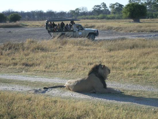 Kiboko Adventures