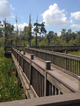Blue Elbow Swamp