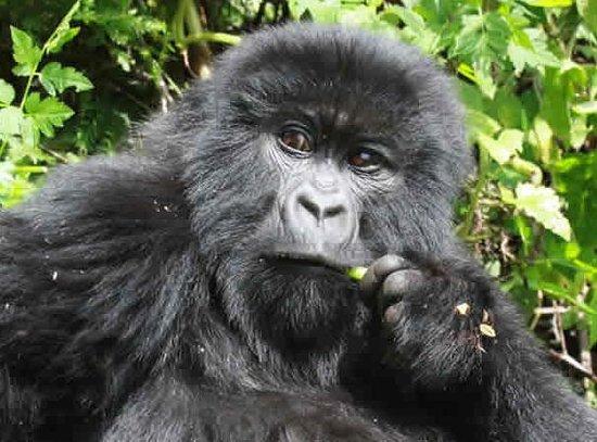 Gorilla Expeditions - Day Tours