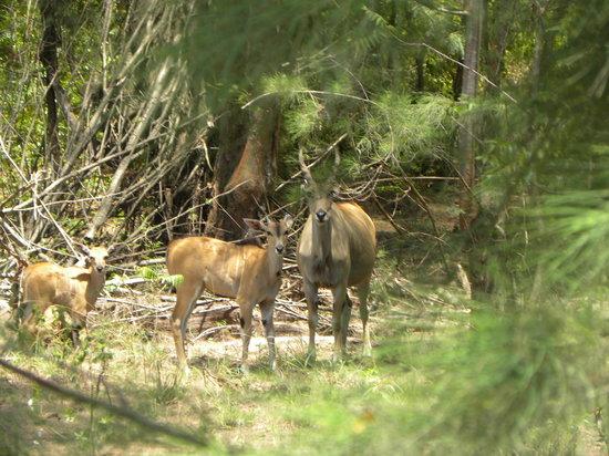 Bamburi Nature Trail
