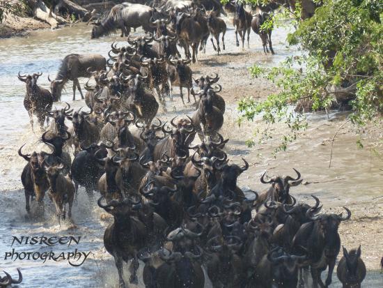 Authentic African Safaris - Day Tour