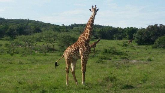 African Mountain Explorer