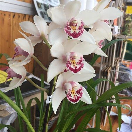 Marvellous Orchid