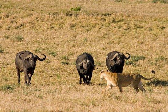 Holiday Destination Safaris