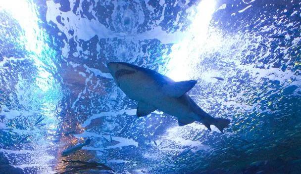 Aquarium