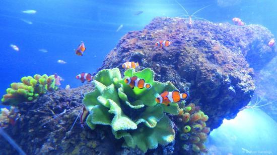 Pandas Palace Indoor play Area