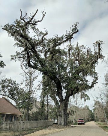 Seven Sisters Live Oak