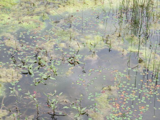 Salado Creek Greenway